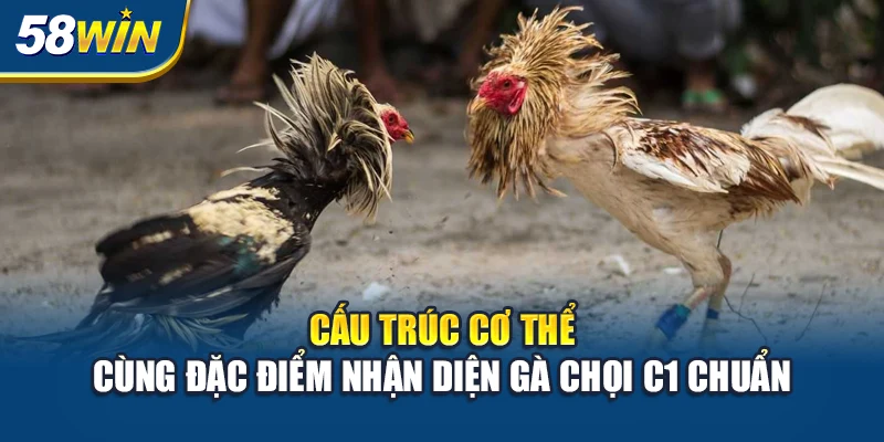 cau-truc-co-the-cung-dac-diem-nhan-dien-ga-choi-c1-chuan