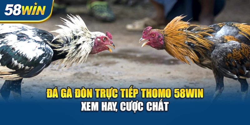 da-ga-don-truc-tiep-thomo