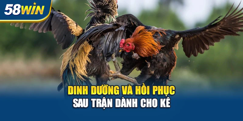 dinh-duong-va-hoi-phuc-sau-tran-danh-cho-ke