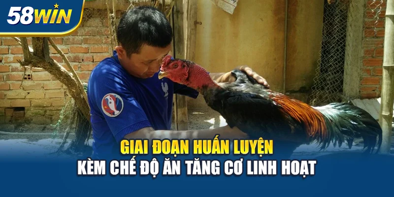 giai-doan-huan-luyen-kem-che-do-an-tang-co-linh-hoat