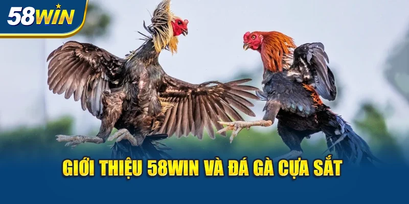 gioi-thieu-58win-va-da-ga-cua-sat