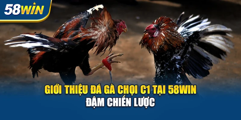 gioi-thieu-da-ga-choi-c1-tai-58win-dam-chien-luoc