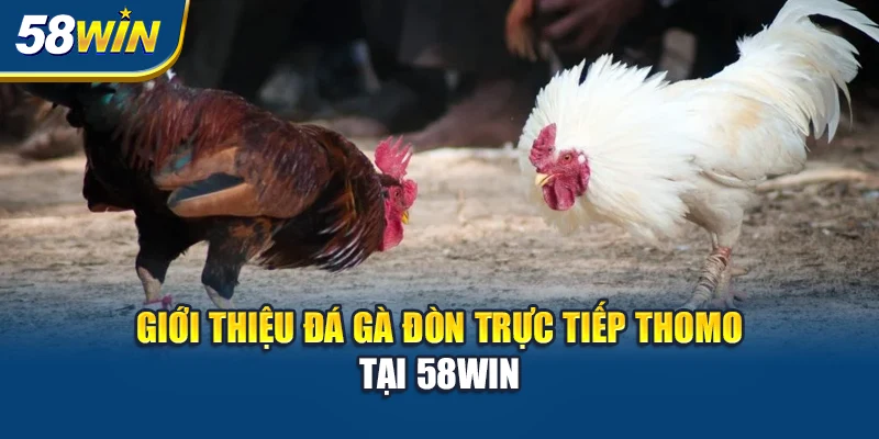gioi-thieu-da-ga-don-truc-tiep-thomo-tai-58win