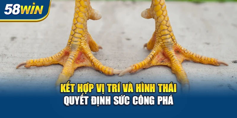 ket-hop-vi-tri-va-hinh-thai-quyet-dinh-suc-cong-pha
