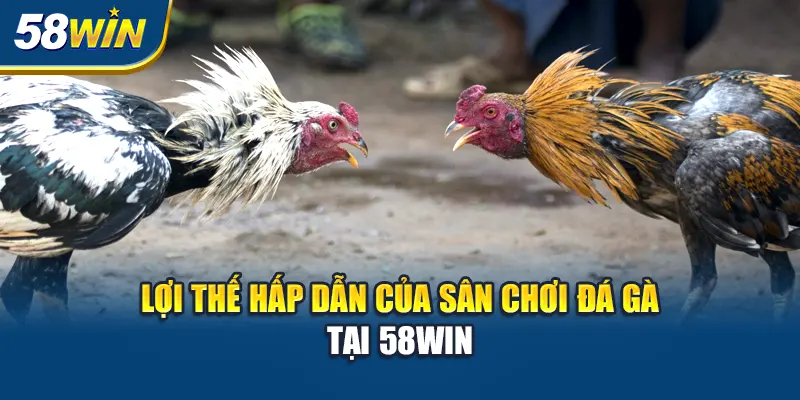 loi-the-hap-dan-cua-san-choi-da-ga-tai-58win