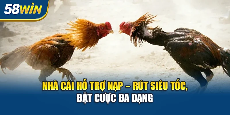 nha-cai-ho-tro-nap-–-rut-sieu-toc-dat-cuoc-da-dang