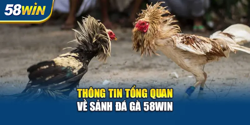thong-tin-tong-quan-ve-sanh-da-ga-58win