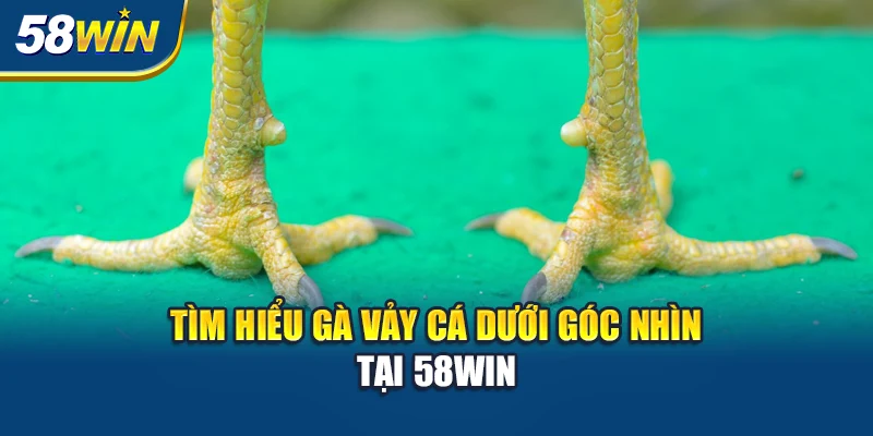 tim-hieu-ga-vay-ca-duoi-goc-nhin-tai-58win