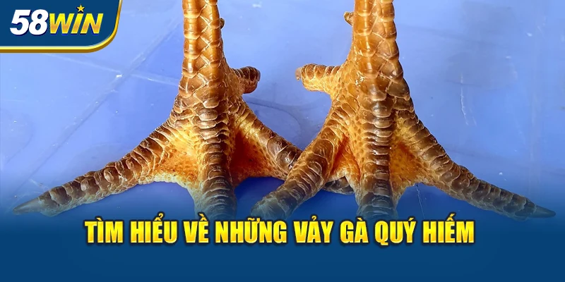 tim-hieu-ve-nhung-vay-ga-quy-hiem